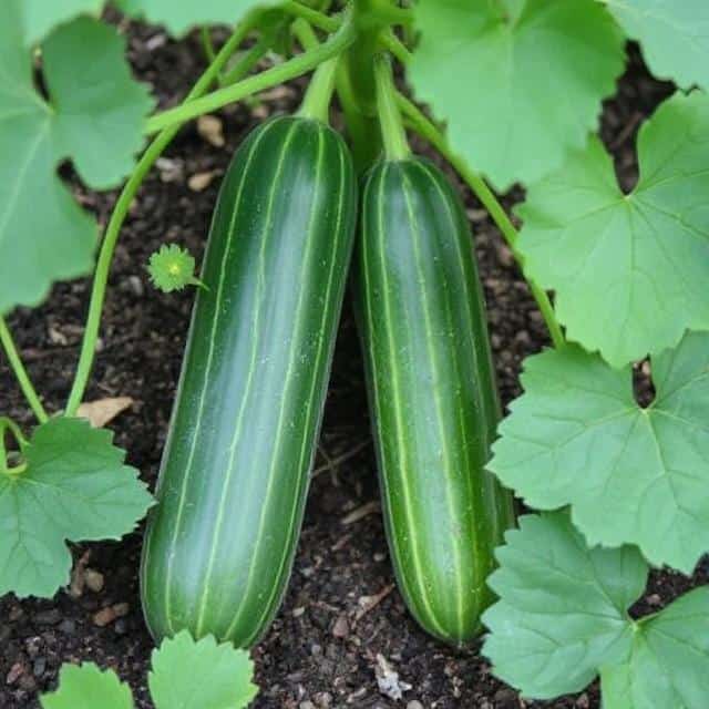 Cucumber Companion Planting: Best Pairings & Tips