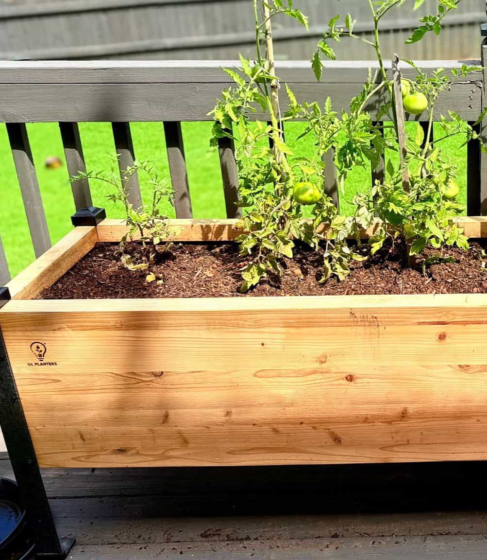 Growing Tomatoes in Raised Beds: What to Know Before You Plant